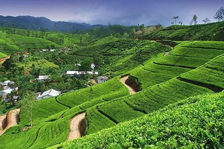 Essence of Sri Lanka (5 days)