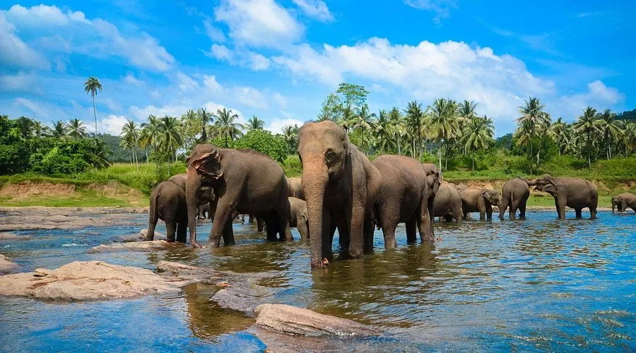 Rhythms of Ceylon (8 days)