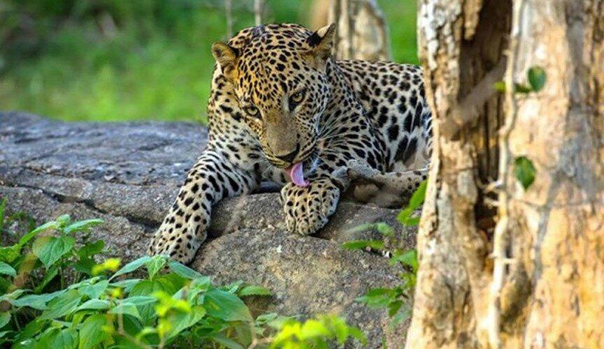 Temples, Wildlife and Beach (5 days)