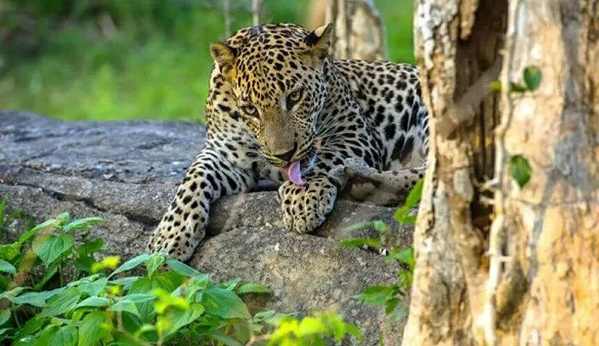 Temples, Wildlife and Beach (5 days)